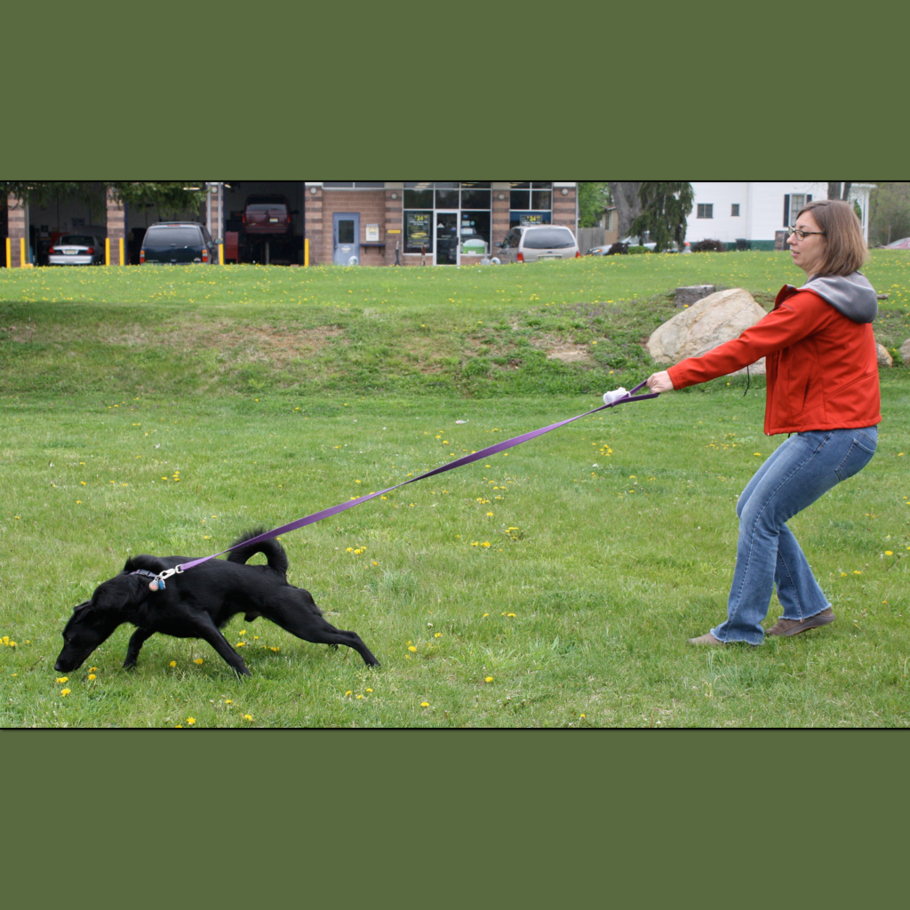 Loose Leash Walking Positive Motivation Dog Training