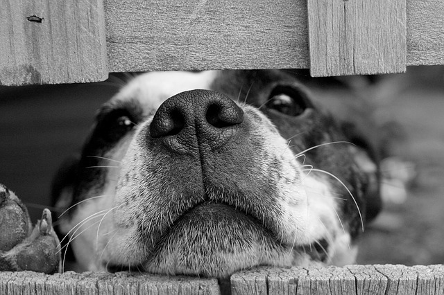 dog peaking through a wood fence