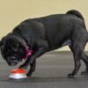 Pug touching an easy button