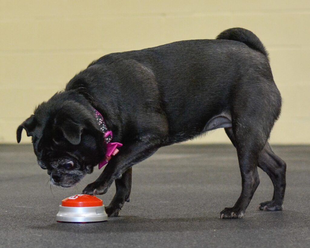 Pug touching an easy button