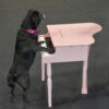 Pug playing a pink piano