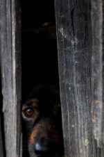 dog peaking through a darkened barn door